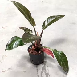 Philodendron czerwony imperial red 50 cm MK13/12