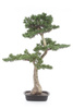 Sztuczny Bonsai Pinia 80x110 cm