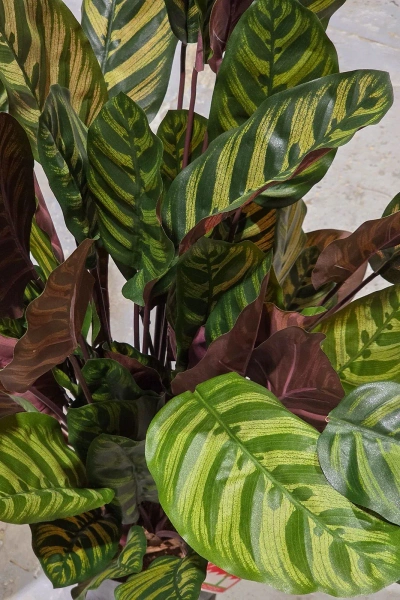 Sztuczna Kalatea gęsta czerwona 80 cm 65 liści