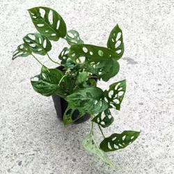 Monstera obliqua Monkey Mask 35 cm MK13/12 w hydroponice