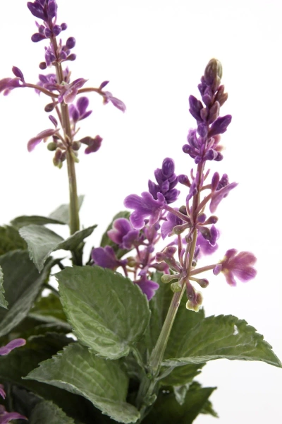 Sztuczna szałwia fioletowa 28 cm w doniczce