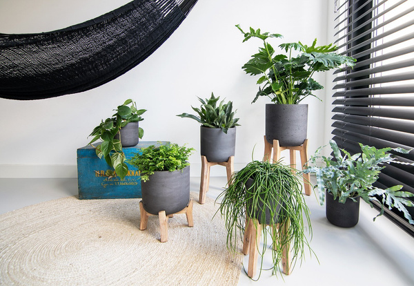 Patt M 20,5/21 czarna osłonka na niskim drewnianym stojaku