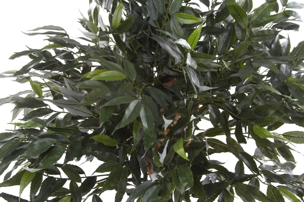 Sztuczny Bonsai Shirakashi 100 cm