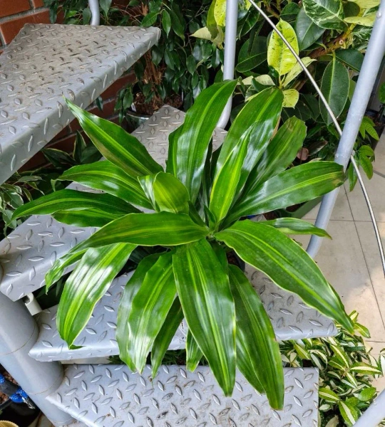 Dracena fragrans rainbow 50 cm MK15/19 w hydroponice