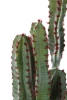 Sztuczny Kaktus Euphorbia 76 cm w doniczce