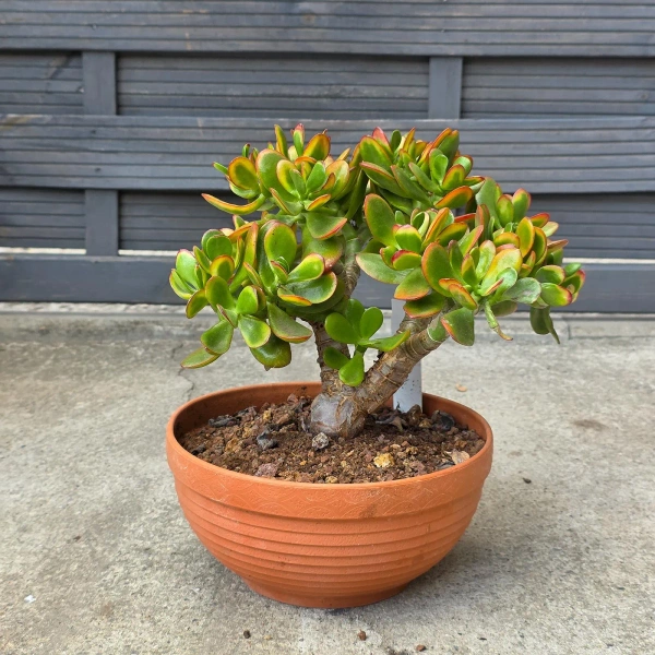 Crassula ovata sunset 30 cm krasula