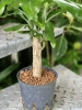 Dracena Steudneri Green w hydroponice 45 cm MK13/12