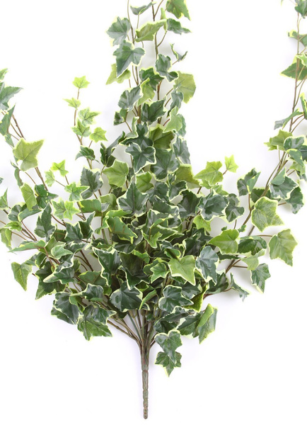 Sztuczny Bluszcz zielono-biały pnącze busz 100 cm