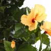Sztuczny Hibiskus 100 cm pomarańczowe kwiaty deluxe