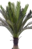 Sztuczny Cycas 150 cm