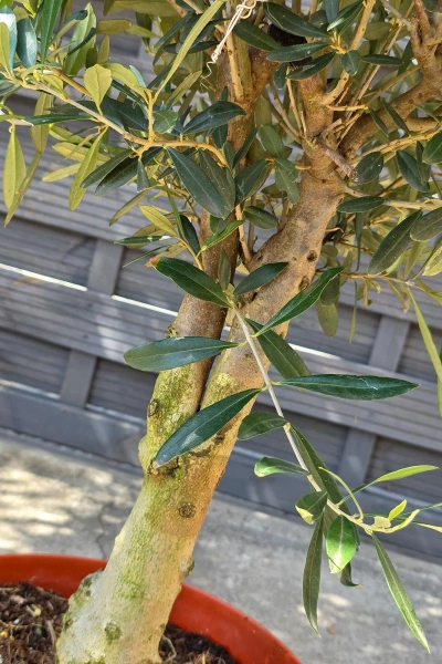 Drzewko oliwne 90 cm gruby pień