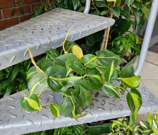 Philodendron scandens Brasil MK13/12 Filodendron pnący