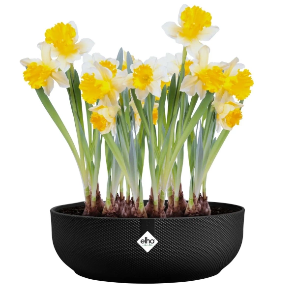 Jazz Bowl 28 misa czarny living black Elho