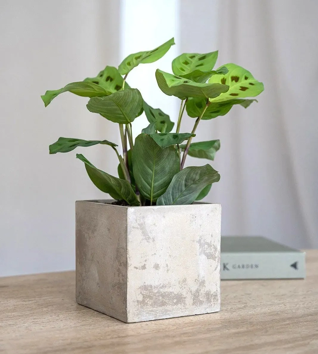 Grace XXXS 8x8/8 osłonka cementowa szara na kaktusy