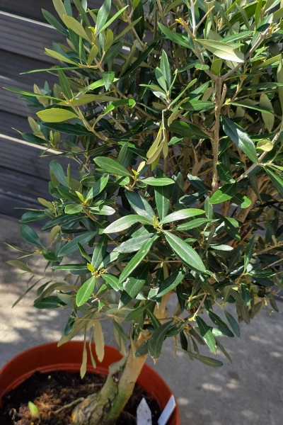 Drzewko oliwne 90 cm gęsta korona