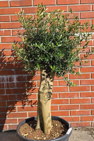 Oliwka europejska Olea europaea 150 cm
