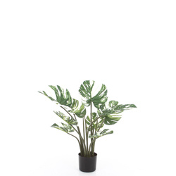 Sztuczna Monstera Variegata dziurawa biała 60 cm