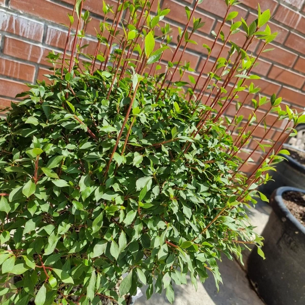 Enkianthus perulatus Enkiant dzwonkowaty 60 cm