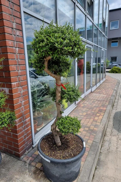 Drzewo oliwne sylvestris bonsai 180 cm