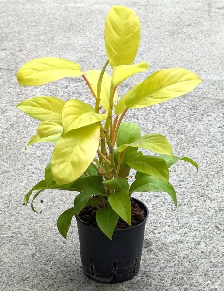 Philodendron malay gold 45 cm MK13/12 filodendron w hydroponice