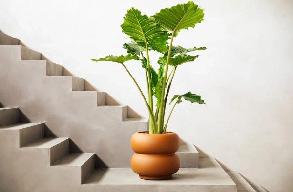 Amber Roll Low 43/40 designerska donica karmelowa