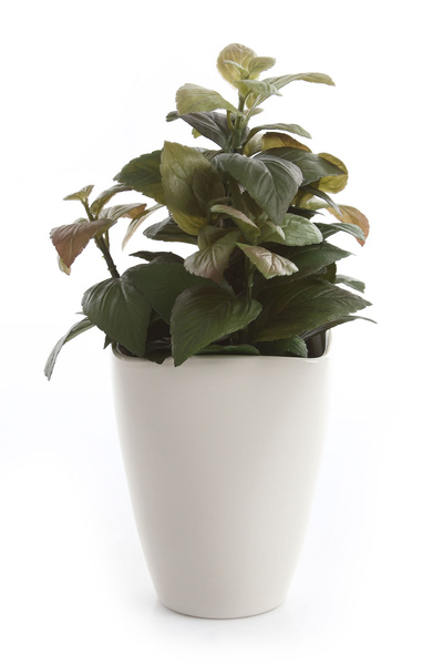 Quarta Orchid 13/17 ceramiczna kremowa wysoka osłonka do storczyków