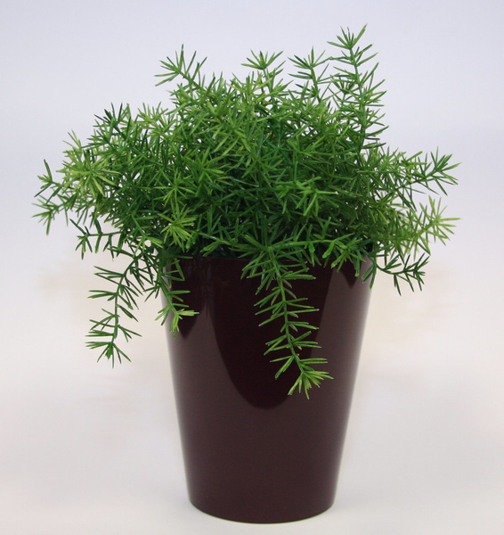 Sztuczny Asparagus busz 22 cm zielony