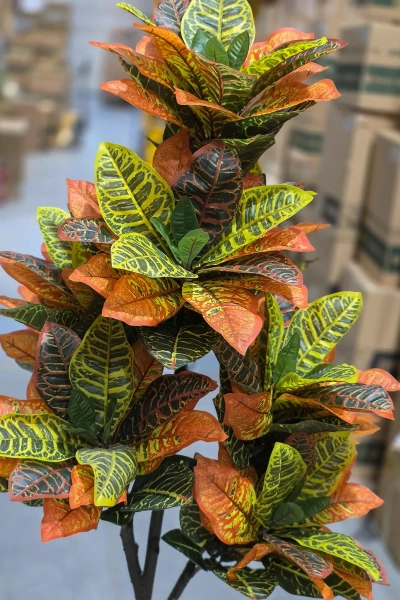 Sztuczny Kroton Codiaeum L 150 cm