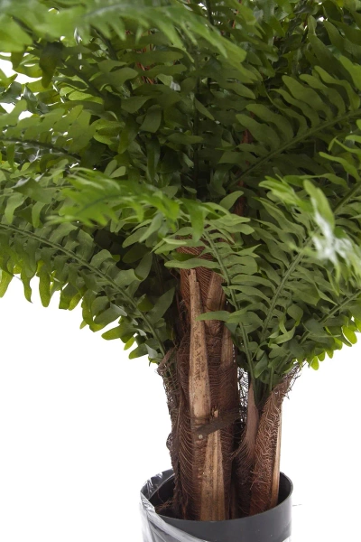 Sztuczna Paproć Boston 90 cm XL na pniu