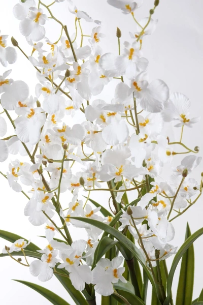 Sztuczne oncydium Motylnik 98 cm białe w doniczce