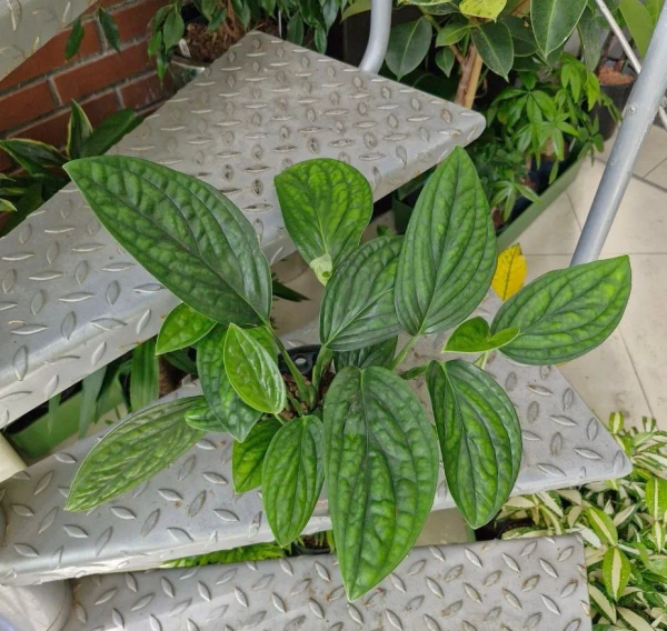 Monstera karstenianum w hydroponice MK13/12 - pnącze