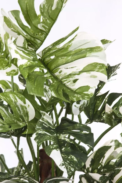 Sztuczny Filodendron na pniu 160 cm biało-zielony