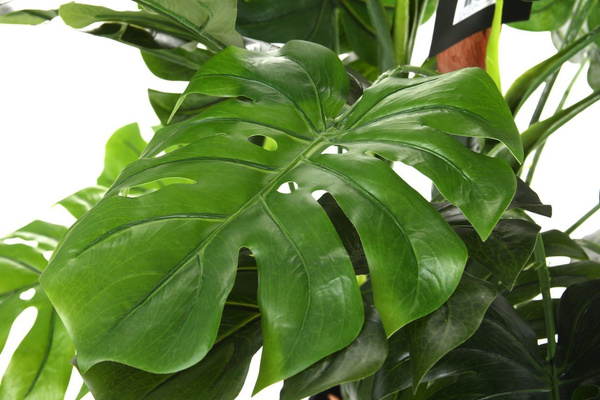 Sztuczna Monstera dziurawa deliciosa 140 cm d80 cm duże liście