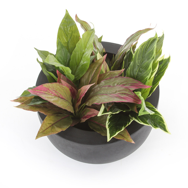 Sztuczna Kordylina czerwono-zielona 30 cm