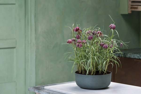 Eav XS 27/11 misa z piaskowca natural white