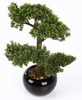Sztuczne drzewko Bonsai Fikus mini 47 cm w czarnej ceramicznej doniczce