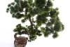 Sztuczny Bonsai Sosna Pinia 125 cm