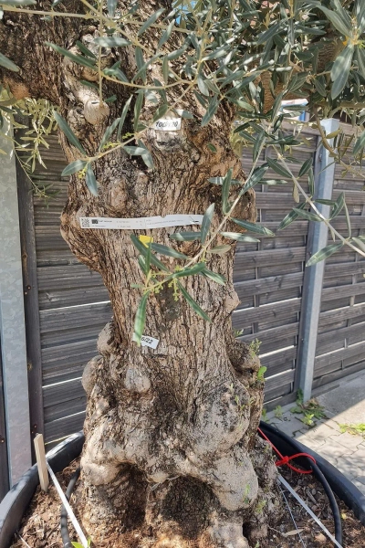 Drzewo oliwne wysokie Oliwka europejska 260 cm oryginalny pień