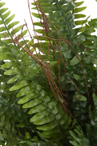 Sztuczna Paproć Boston 90 cm XL na pniu