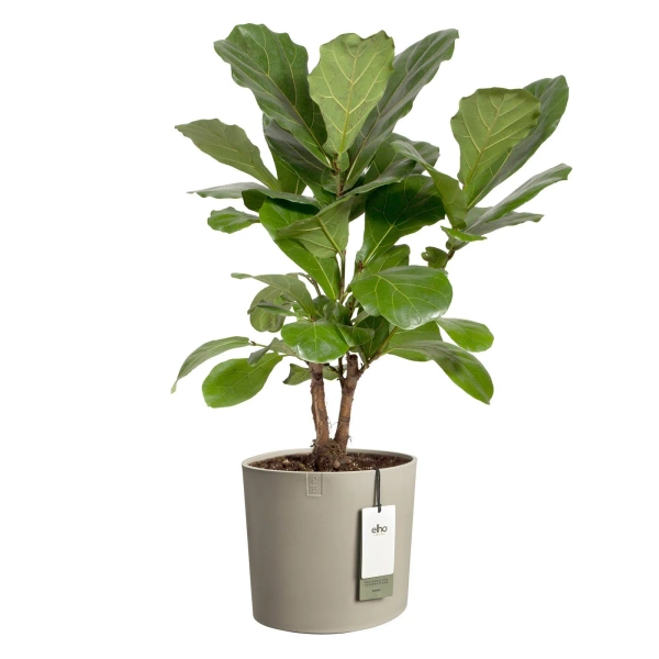 Eden 35 donica w nieregularnym kształcie taupe