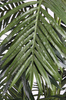 Sztuczna palma Areka 220 cm rozpiętość 130 cm