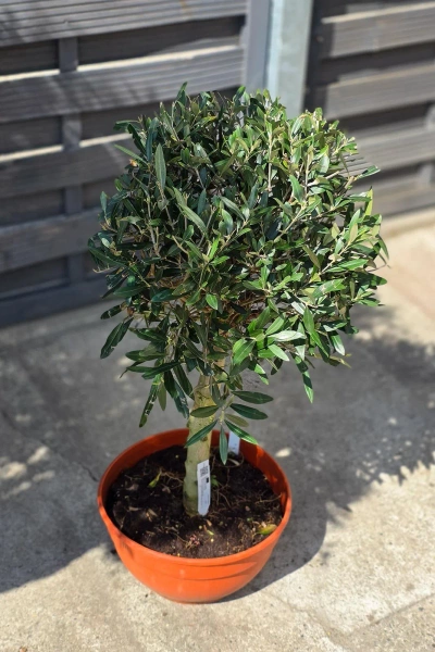 Drzewko oliwne 90 cm w płaskiej doniczce