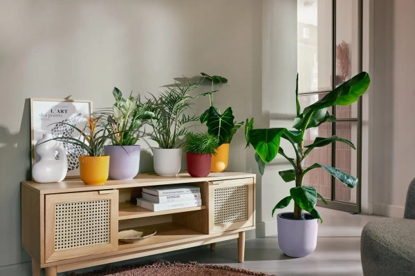 Jazz Elho 23 designerska osłonka lawendowa