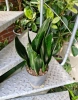 Sansevieria black diamond w hydroponice 50 cm MK15/19