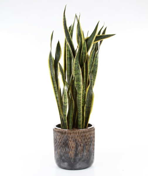 UNIVERSE COMET CYLINDER 33/31 donica cylindryczna ręcznie zdobiona brązowa