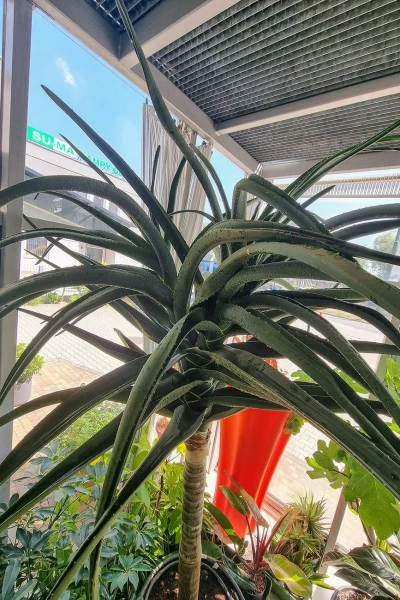 Aloe bainesii aloes 260 cm
