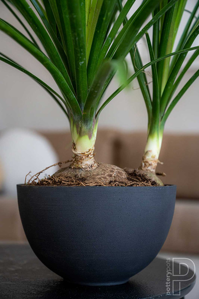 Peter S 20/12 doniczka misa kamienna beżowa biała naturalna