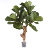 Sztuczny Fikus Lyrata dębolistny 110 cm pień drewniany