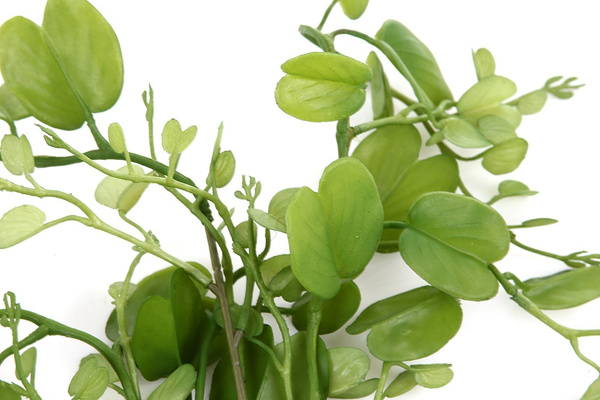 Sztuczna Hoya Kerrii vine 90 cm UV Weather Proof