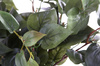 Sztuczny Filodendron Philodendron 40 cm zielony Bush 9 łodyg